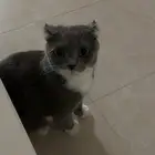 تبني قطط