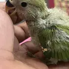 فروج روز الون اخضر