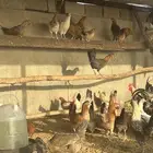 دجاج بياض
