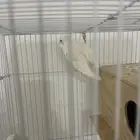 أنثى بادحي لتبني