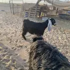 خروف لباني مغلق