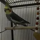 كروان ذكر للبيع