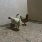 دجاج لهمان