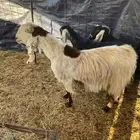 معزا عوارض 4دفيع بتولد وثنتين باقي عليها