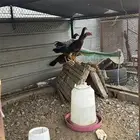 دجاج باكستاني للبيع محايل عسير