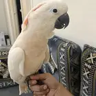 كوكاتو مولكان