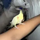 ببغاء كروان للانتاج