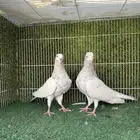 زوج سليتي باكستاتي