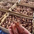 تمر صفري ترج