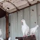 حمام فرنسي طبات