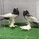 حمام ونفاخ وساكسون