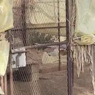 شبك للحلال والطيور اخو الجديد