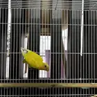 ثلاث اطيور شهر ونص