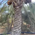 نخل طوله3 متر