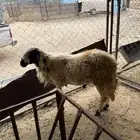 خروف فحل للبيع