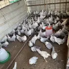 دجاج فيومي المنيوم