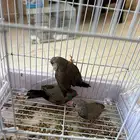 زيبرا شاركول(تم البيع)