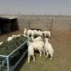 طليان وتيوس