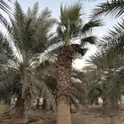 نخل واشنطونيا زينه