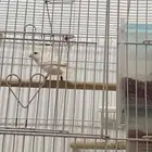 ذكر ستنايت صافي تغريد
