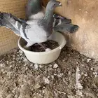 للبيع بط حمام