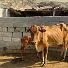 بقره والد خاليه من العذاريب