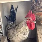 ديك