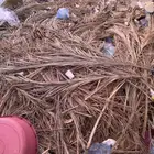 جريد نخل يوجد توصيل المدينة المنورة _ القصيم بريدة.