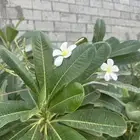 شجر ياسمين هندي ورد ابيض