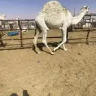 قعود على حليب امه