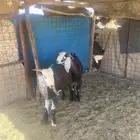 تيوس جذعان طيبة العدد 2