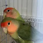 طيور روز للبيع زوج اخضر وزوج أبيض
