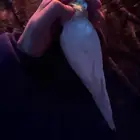 كروان مع روز