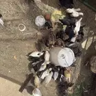 صوص بلدي