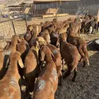 سواكن حمري
