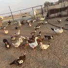 بط مسكوفي