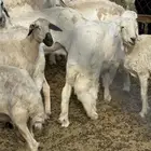 خروف للبيع