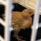 صوص دجاج للتبني