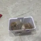 هامستر   اثنين -