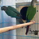 جوز كنيور بلو شيك مع يلو سايد