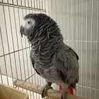 انثى كاسكو انتاج