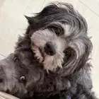 كلاب ذكر وانثى