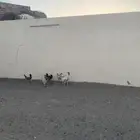 بلدي  دجاج طيب  موقع بيشة  عدد 6