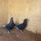 زوج قطيفي. توه مركبه. محكر. مادربته