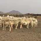 غنم حريات