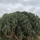 يوجد شتلات كاذي بلدي ممن امهات اصيل