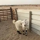 تيس ذبيحة