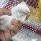هامستر للبيع
