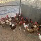 ديوك بلدي للبيع