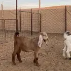 جفره و التيس